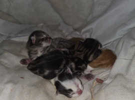 Kittens for sale