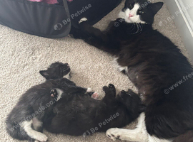 Kittens