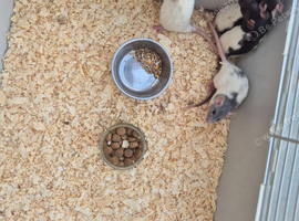 Beautiful baby rats all boys