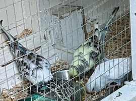 Recessive Budgies all 2026