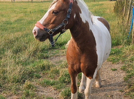 11.2hh skewbald mare
