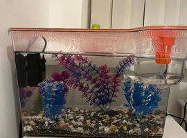 5x white cloud mountain minnows with full set up and tank