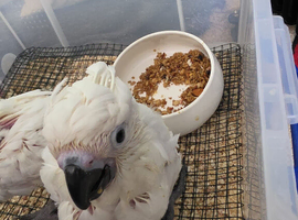 Hand Rearing Baby Umbrella Cockatoo Parrot