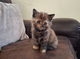 Persian Cross Kittens for Sale