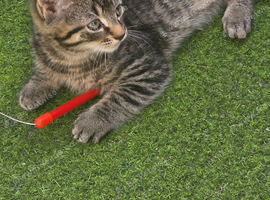 little kittens