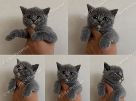 British short hair kittens