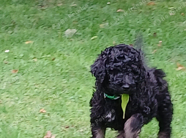 Beautiful fluffy Labradoodle