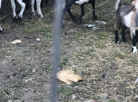 Variety of goats looking for new homes