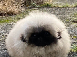 Beautiful male Pekingese