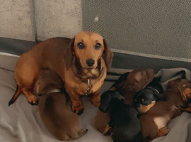 KC Mini Dachshunds