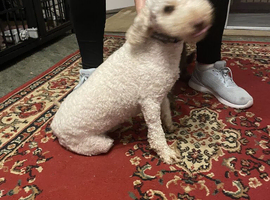 Miniature poodle