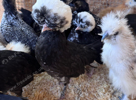Polish Bantams for sale
