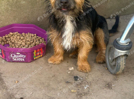 Female Black and tan Jackrussel terrier