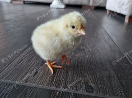 Purebred Light Sussex Chick