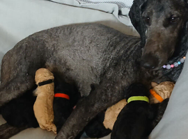 Standard poodle puppies