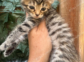 FULL GINGER KITTENS AND GREY TABBY KITTENS TO RESERVE