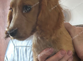 Cocker spaniels puppies 1x black boy left