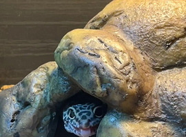 leopard gecko