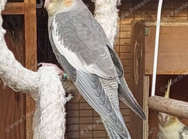 Pied and normal babies 4 months old