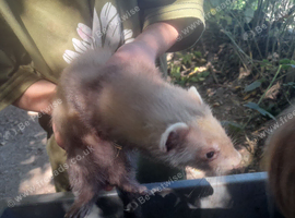 Ferret kits