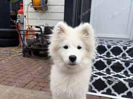 Samoyed