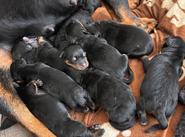Rottweiler puppies !!