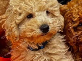 STUNNING GENTLE CREAM MINIATURE POODLE BOY