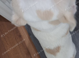 Jack russell/chihuahua 3 years old