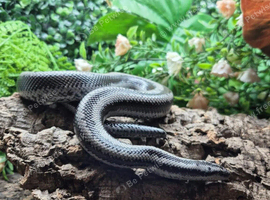 Mexican x Albino Coastal Rosy Boa at Birmingham Reptiles