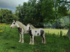 14hh cob gelding
