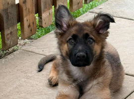 GSD. Litter of 3 - 2 boys available