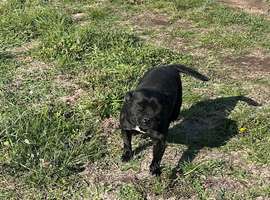 Staffordshire bull terrier