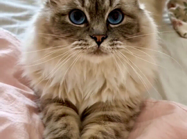Stunning 4-Year-Old Blue Lynx Point Ragdoll