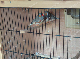 Zebra finches