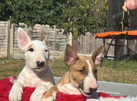 Quality bull terrier puppy&rsquo;s