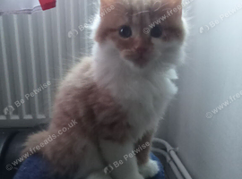 Gorgeous Ginger and White Fluffy Tabby