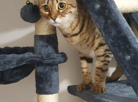 I'm looking for a bengal friend for my bengal