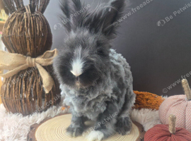 English Angora Doe for Sale