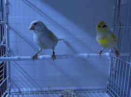Pair of yellow mosaic canary&rsquo;s