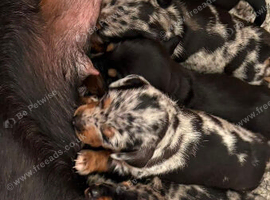 Pure-bred Mini Dachshund Puppies &ndash; Ready For Their Forever Homes!