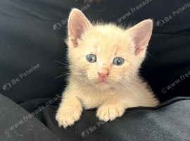 Gorgeous kittens, Ginger, Grey & Tortoiseshell
