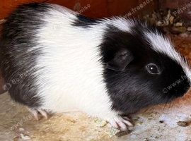 Female guinea pig
