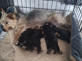 Yorkshire Terrier pups