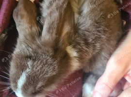 Lovely lops