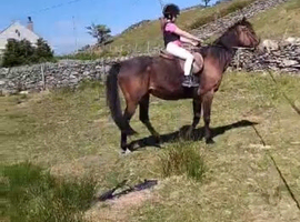 Thoroughbred
