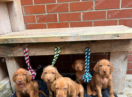 Hungarian wire haired Vizsla puppies