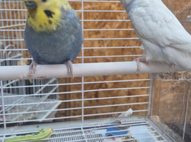 Budgies
