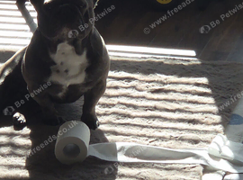 French bull dog