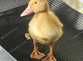 Pure Aylesbury Ducking. Only 1
