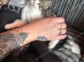 Female kitten 11 weeks old
